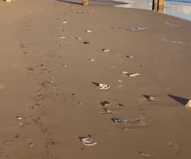 3 Durban beaches reopen despite raw sewage spilling into ocean