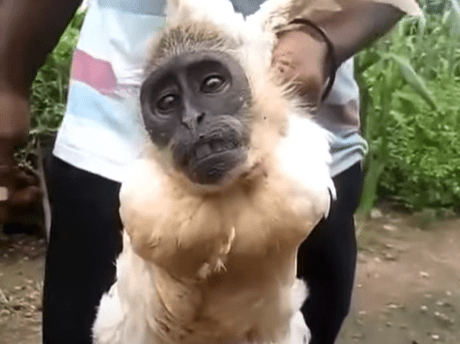 WATCH: Chicken monkey found! Is this real? - KAYA 959