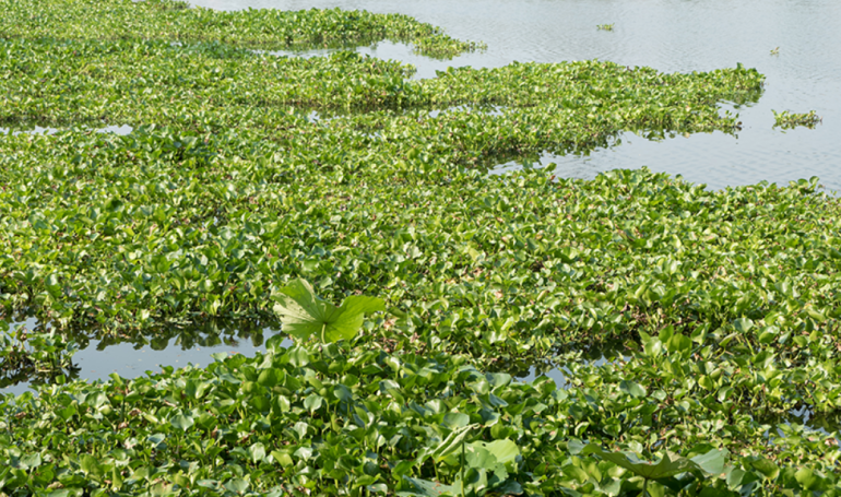 Reasons why Hartbeespoort Dam is struggling with a water hyacinth infestation